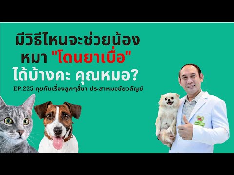 วีดีโอ: จะทำอย่างไรถ้าสุนัขของคุณถูกวางยาพิษ