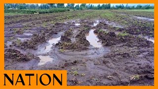 Nakuru farmers count losses after floods destroyed their crops