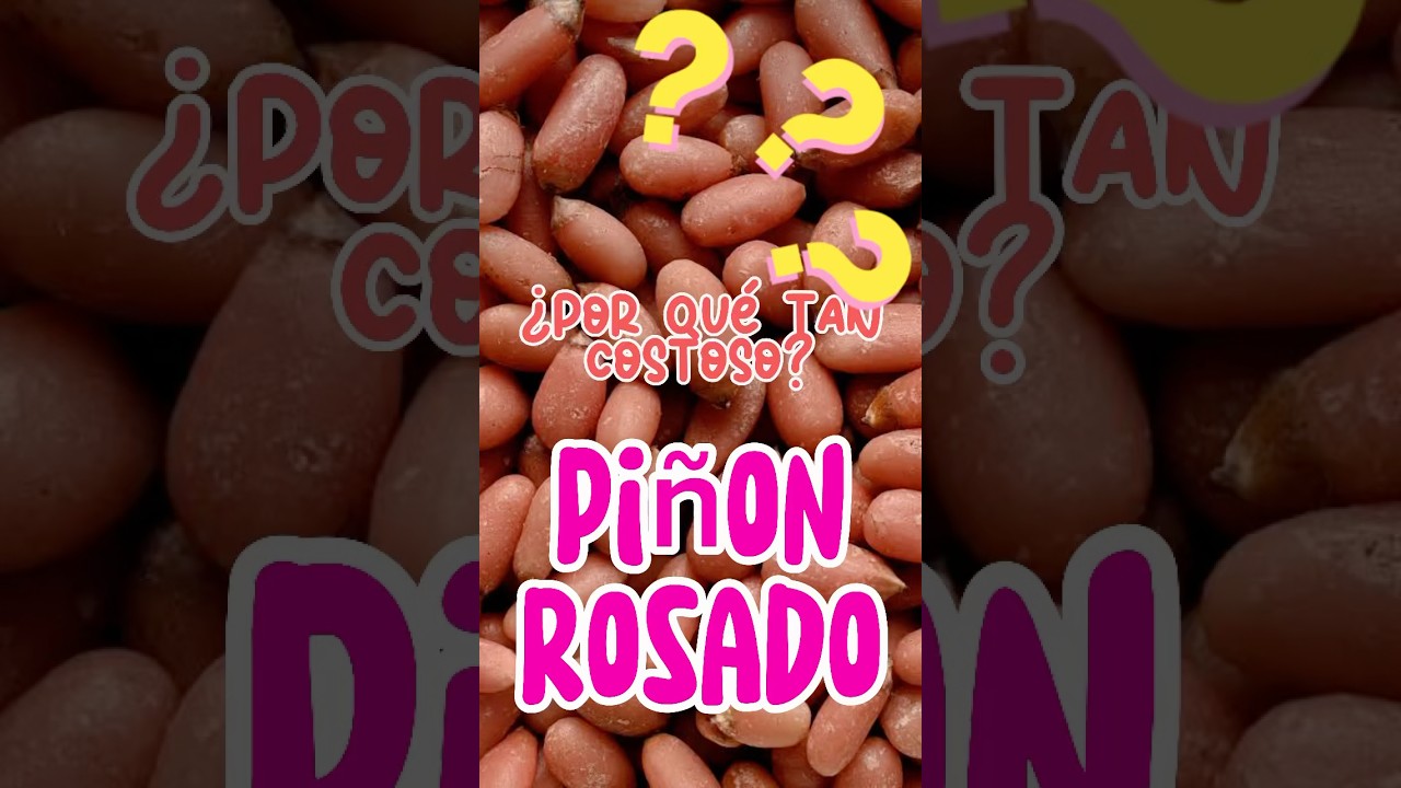 Piñon Rosado ¿Por qué es tan Costoso?🌳🌲‼️