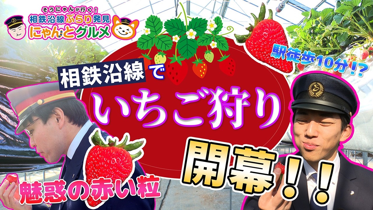 【いちご編】そうにゃんが行く！相鉄沿線ぶらり発見にゃんとグルメ
