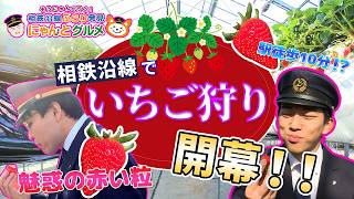 Strawberry Edition] Sonyan goes! Discovering gourmet food along