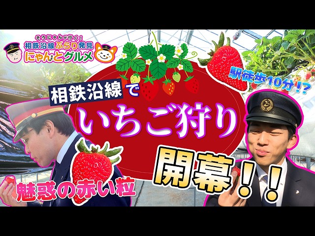 まるいちごさん Strawberry Edition] Sonyan goes! Discovering gourmet food along