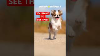 IMPRESSIVE Things Your Dog Can Do #pets #dogs