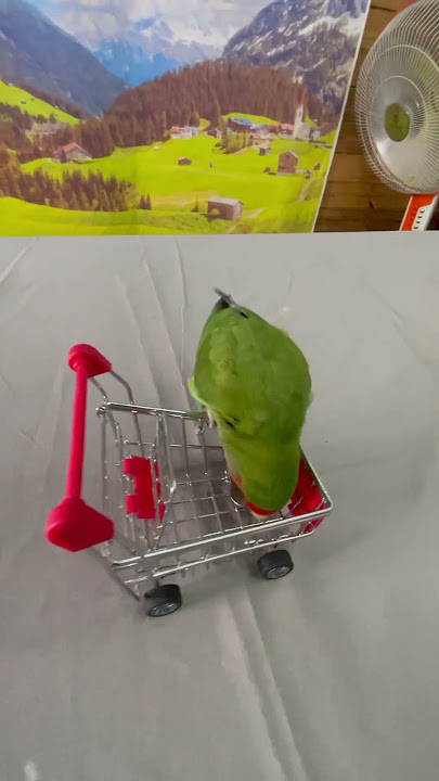 Bird Training : Smart lovebird Parrot | Smart Little Cute Parrot #training #smartparrot #cute