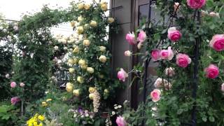Shiuan's Rose Garden 2013.5.13 花園日記