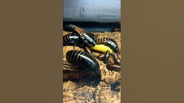 Roaches vs Squash #shorts #cute #bug #insects #roach