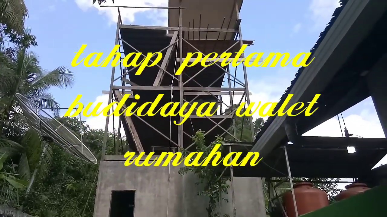 Budidaya walet rumahan modal sedikit.tahap pertama 