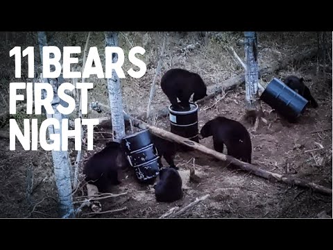 Spring bear hunting video
