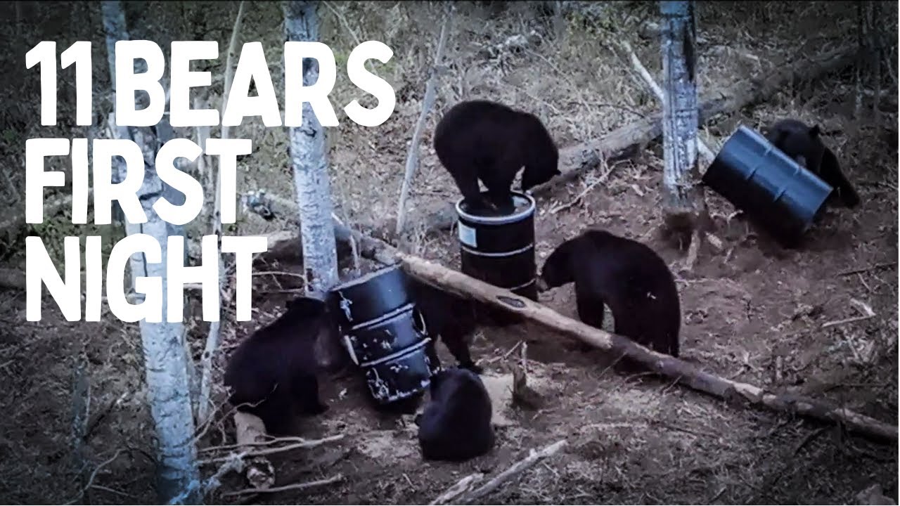 Spring black bear hunting in Northern Alberta