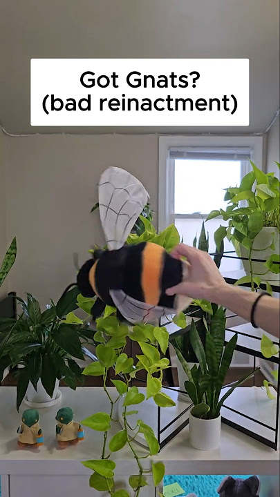 3 Easy Ways to Get Rid of Fungus Gnats in Houseplants