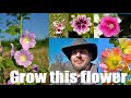 Here's Why Every Gardener Should Grow This Flower | Hollyhock aka (Alcea rosea)