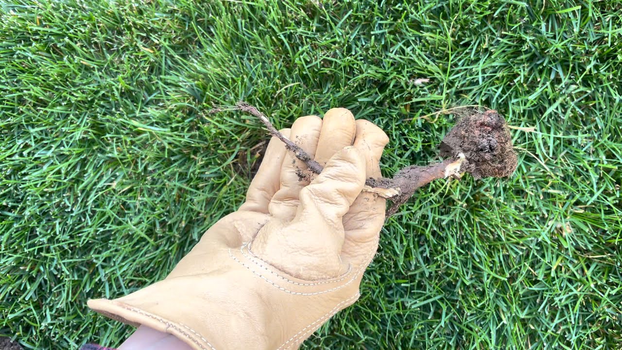 Remove Quaking Aspen Roots From Lawn YouTube