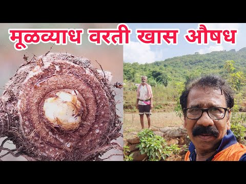 मूळव्याध वरती खास औषध कोकण