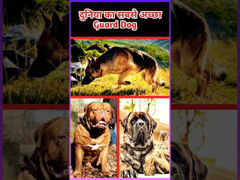 Top 10 Best Guard Dog In The World 🥺||#shorts #trending