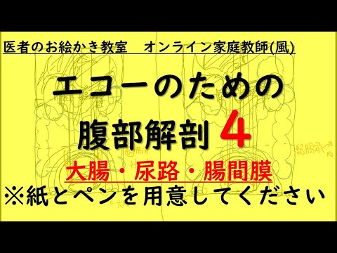 【描いて覚える腹部解剖④】腹腔内臓器が全部描ける！腸間膜がわかる！