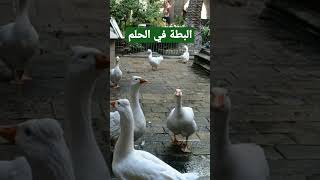 دلالة رؤيا البطة في الحلم