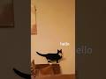 When kittens talk #cats #cutecats #funny #funnycats #youtube #fpy