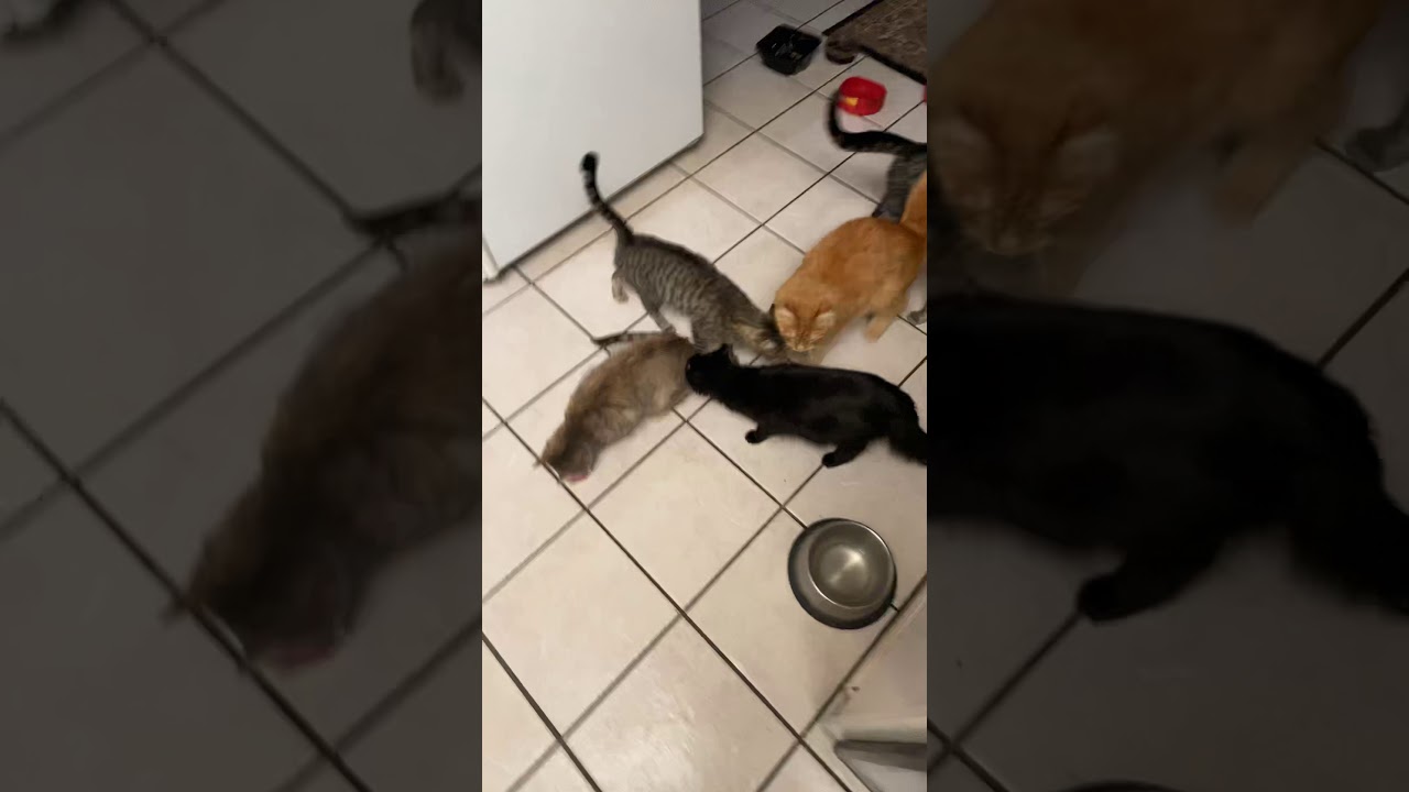 Feeding the feral cats YouTube