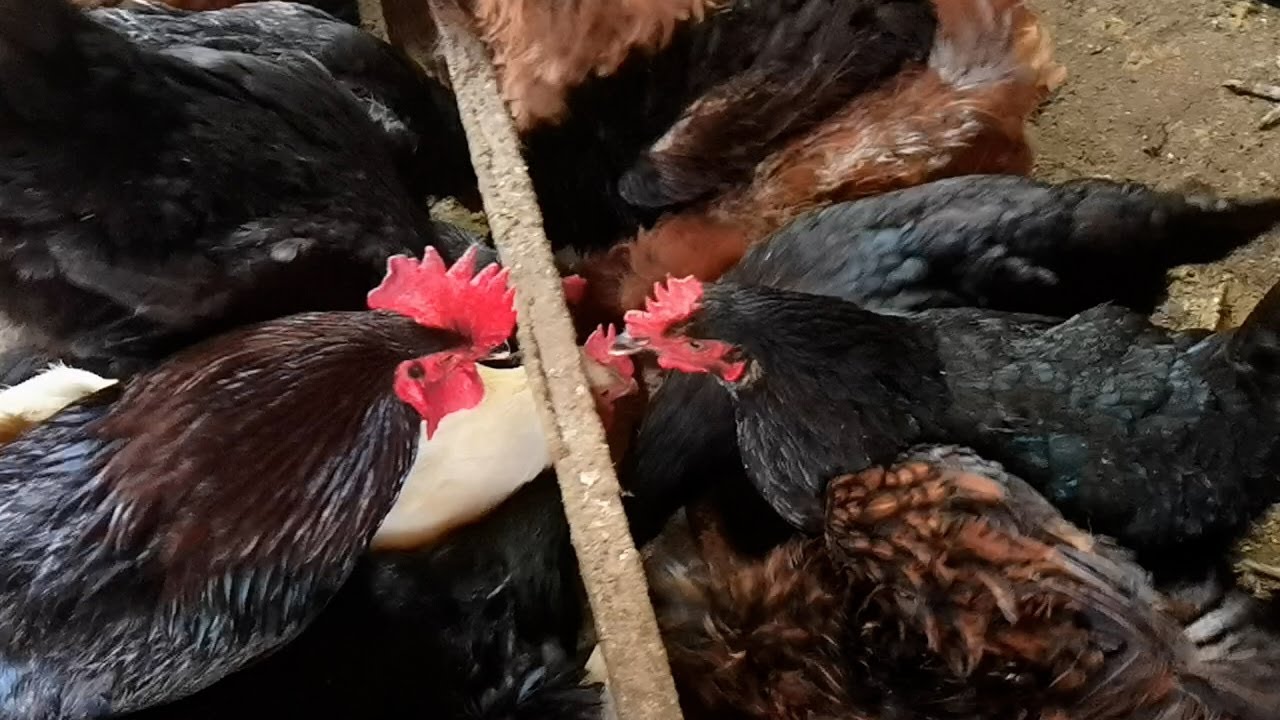 OMUSOMO GW'OKULUNDA ENKOKO EKITUNDU EKY'OKUBIRI