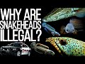 Why Are Snakeheads Illegal?