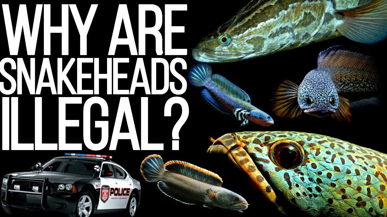 Are Snakeheads Legal In The Us?