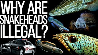 Why Are Snakeheads Illegal?