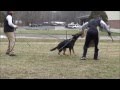 Felon von der Staatsmacht - 11.5 months old (IPO Bitework Training) Felon von der Staatsmacht - 11.5 months old (IPO Bitework Training)