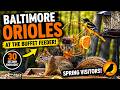 Baltimore Orioles Bring The Buffet To Life 🧡🐦 | Spring Visitors At Green Valley Wildlife