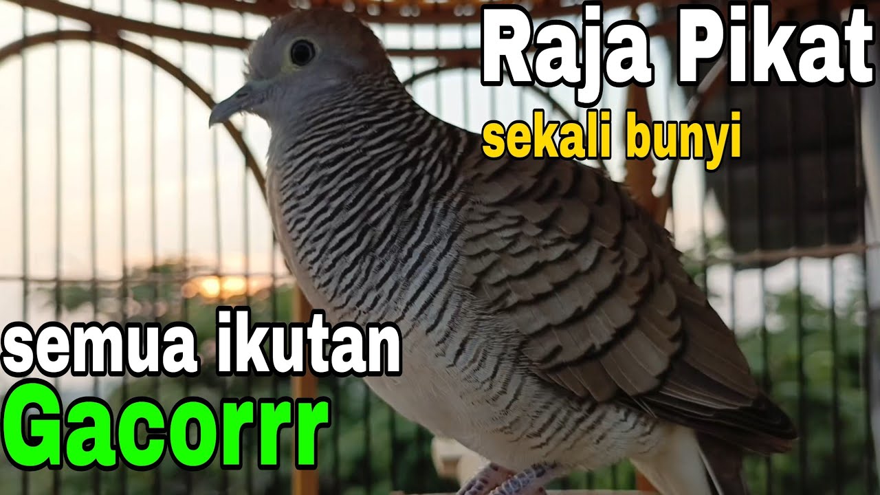 PERKUTUT LOKAL GACOR RAJA PIKAT BIKIN SEMUA LANGSUNG BUNYI