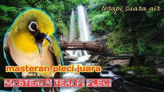 spesial masteran pleci khusus malam hari suara terapi air durasi 30 menit ⁉️⁉️⁉️