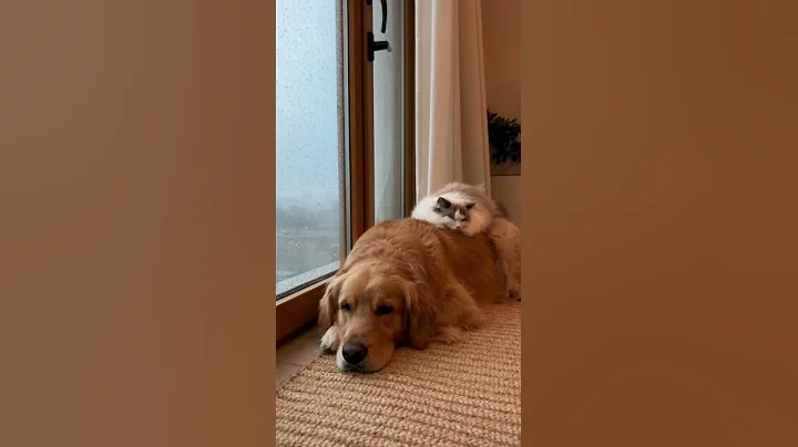 Watch the video about 👻Dog’s Back, Cat’s Shelter#cat#dog#AIanimation #AnimalStories #CuteAnimals #AIshorts