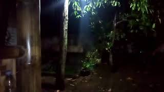 Rileksasi dengan suara hujan di malam hari dan suara kodok