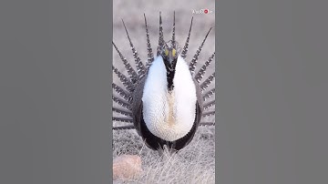 Majestic Sage-Grouse in action is no less than a jaw-dropping spectacle! || WooGlobe