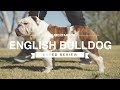 ENGLISH BULLDOG BREED REVIEW の動画、YouTube動画。