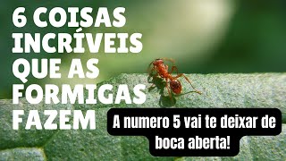 [ CURIOSIDADES] 6 coisas INCRÍVEIS que as formigas fazem E VOCÊ NÃO SABE