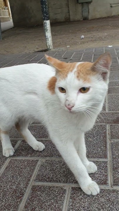 Stray Cats In Dubai shorts cats YouTube stray-cats-in-dubai-shorts-cats-youtube