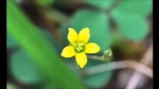 Maher zain Feat. Mesut Kurtis - Subhana Allah