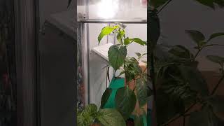 Polenizarea Cu Bondari O Soluie Excelenta Pentru Perioade Mai Reci i Nu Numai legume plante eco