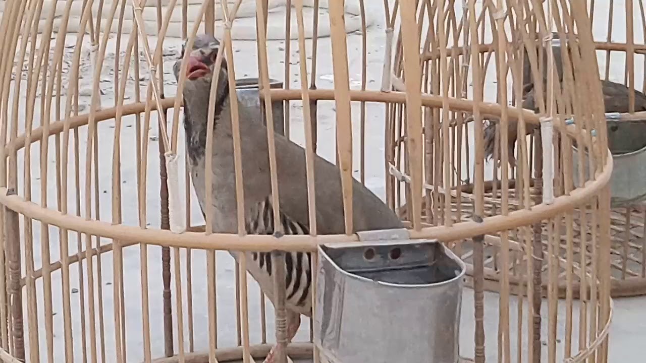 Download Chakar Partridge Birds Farms | Chakor Partridge | Chukor | keklik 2018