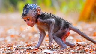Baby Monkey Cute Moments You Will Love, Adorable Wildlife