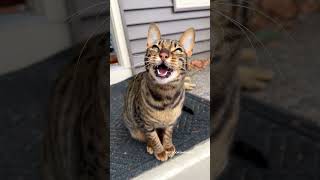 Cat Chirping And Yawning At The Same Time #Ekekekkekkek #Cat #Outdoorsavannah