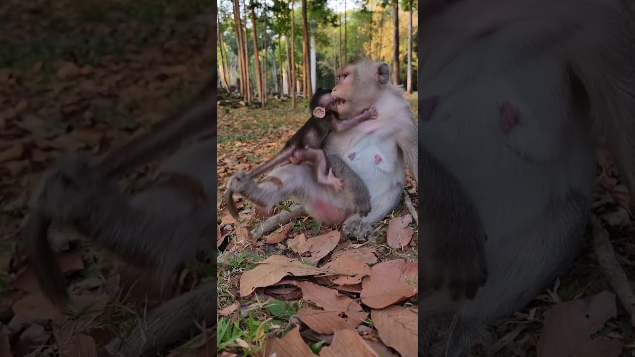 Wonderful mom monkey and cute baby life 