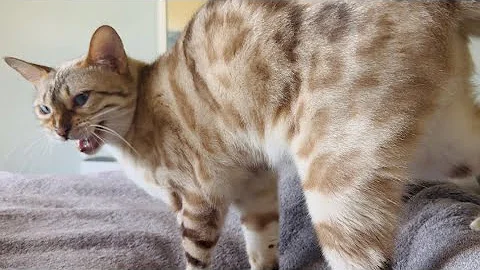 Video 11538501: snow lynx bengal, blue eyed lynx, kitty love meow, tiny kitty, kitty show