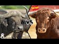 CAPE BUFFALO VS SPANISH BULL - Which is The Strongest?