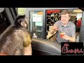 Monkey Visits Chick fil A Drive Thru! #MonkeyMonday