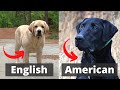 American Labrador vs English Labrador: Which one is best for you?