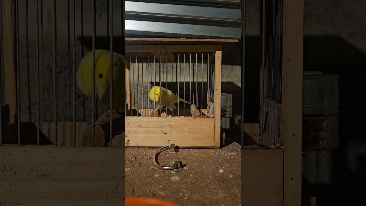 Watwrslager malinois. KNBB nr 999 