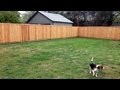 Our Adventure Building a Western Red Cedar Privacy Fence in Dallas, TX