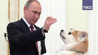 Путин показал японским журналистам свою "строгую собаку" Юмэ Путин показал японским журналистам свою "строгую собаку" Юмэ