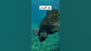 سورة الرحمان ❤️ #تلاوة_خاشعة #المصحف #تلاوة_مؤثرة #اكسبلور